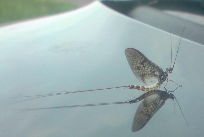 Bild in voller Grsse ffnen --> klick!