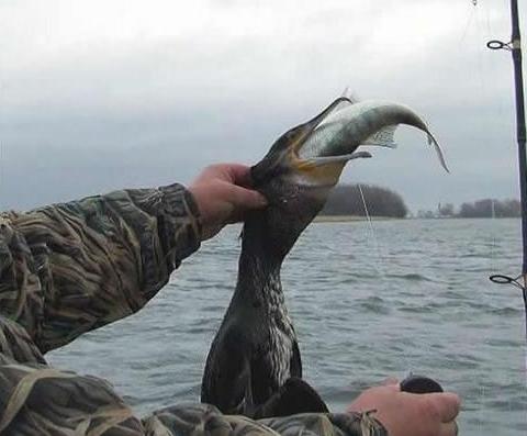 Bild in voller Grsse ffnen --> klick!