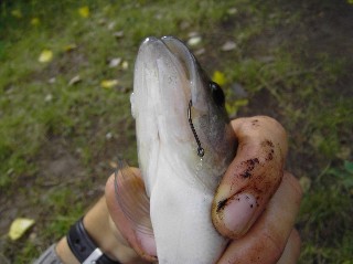 Bild in voller Grsse ffnen --> klick!