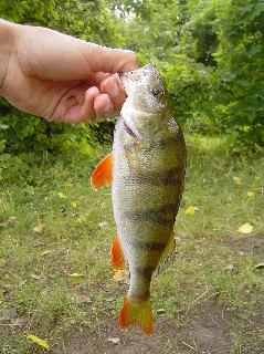 Bild in voller Grsse ffnen --> klick!