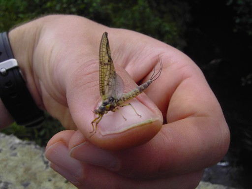 Bild in voller Grsse ffnen --> klick!